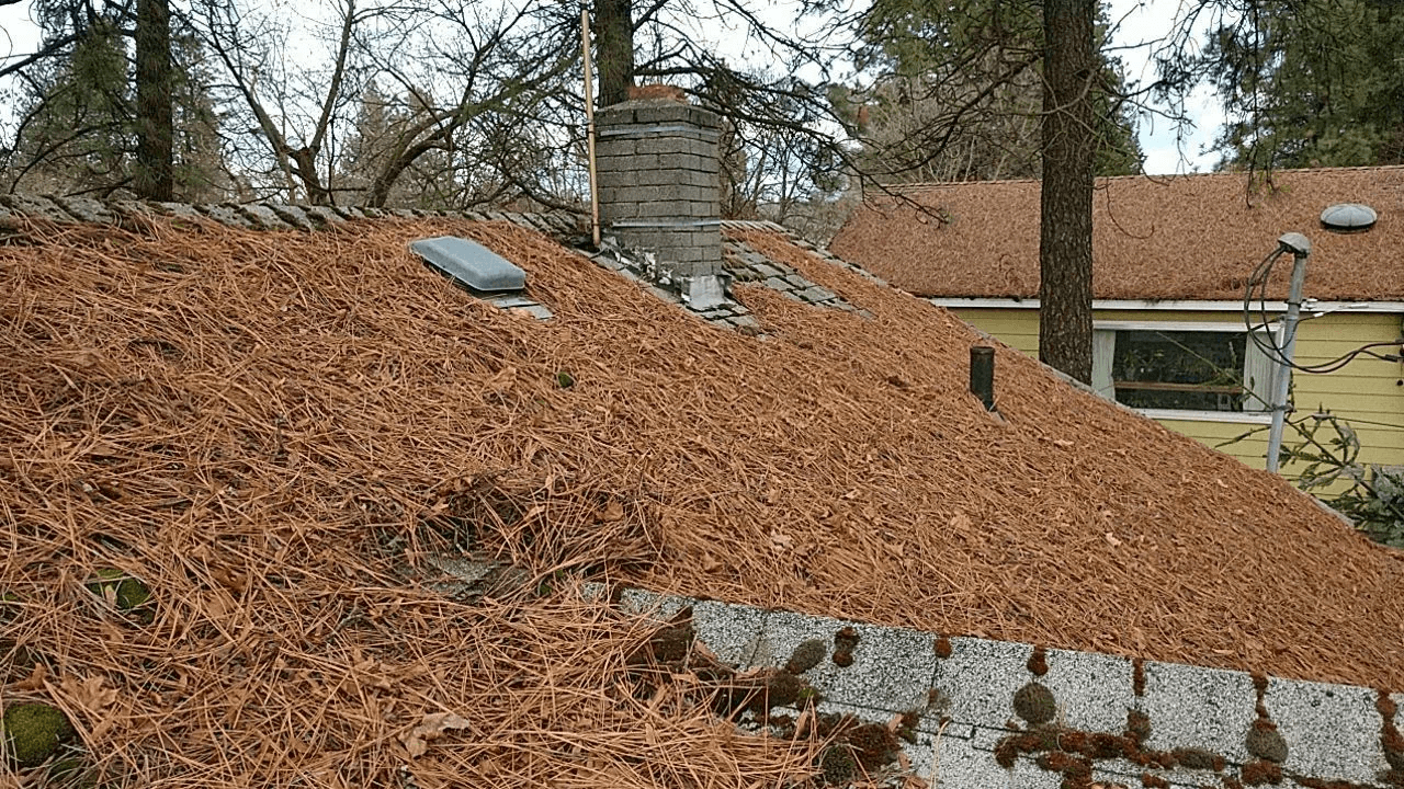 Needles, leaves and moss on the roof