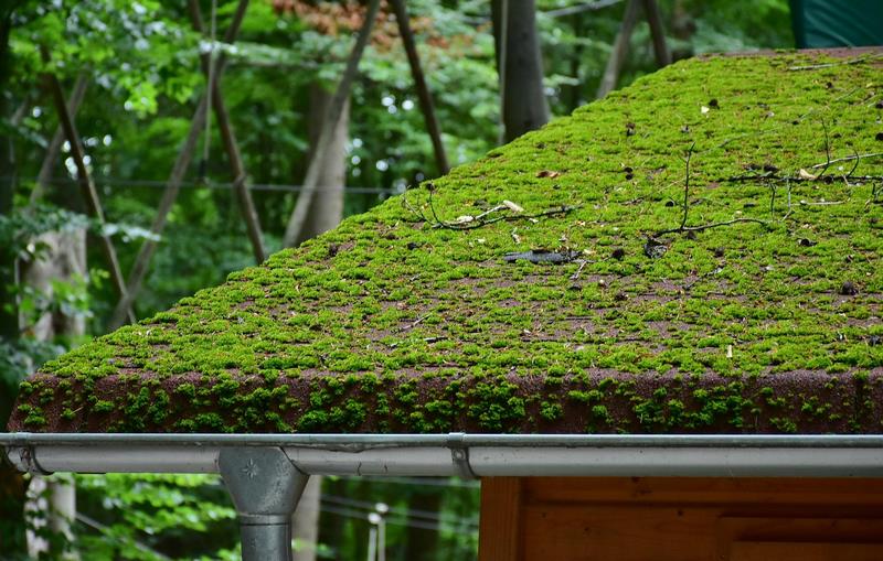 Roof moss removal