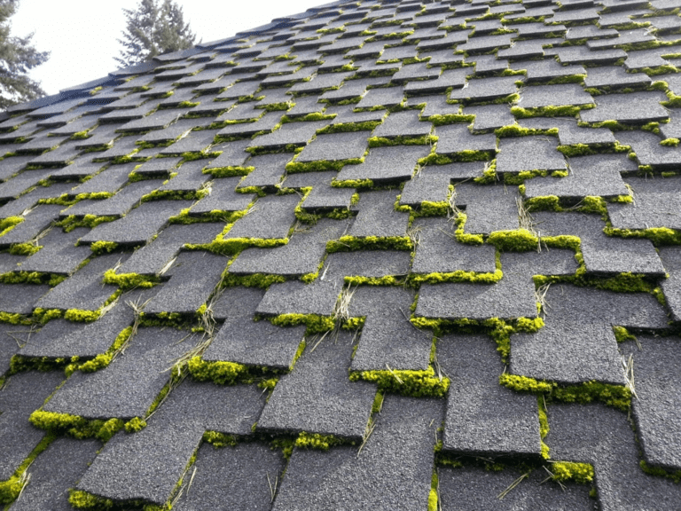 Moss on the shingles