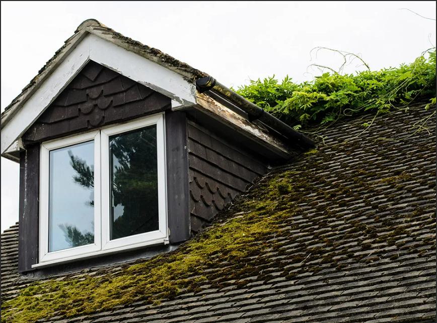 Moss on the roof